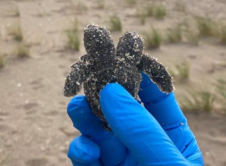 A two-headed sea turtle hatchling was found on a South Carolina beach
