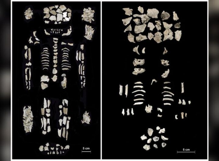 Ancient cemetery findings include Bronze Age woman and her twin babies