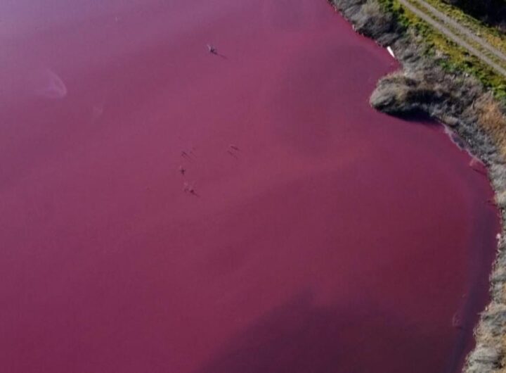 Argentina: See disaster that turned lagoon pink - CNN Video