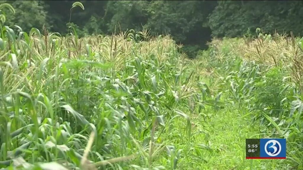 Bear destroys acre of corn in East Lyme