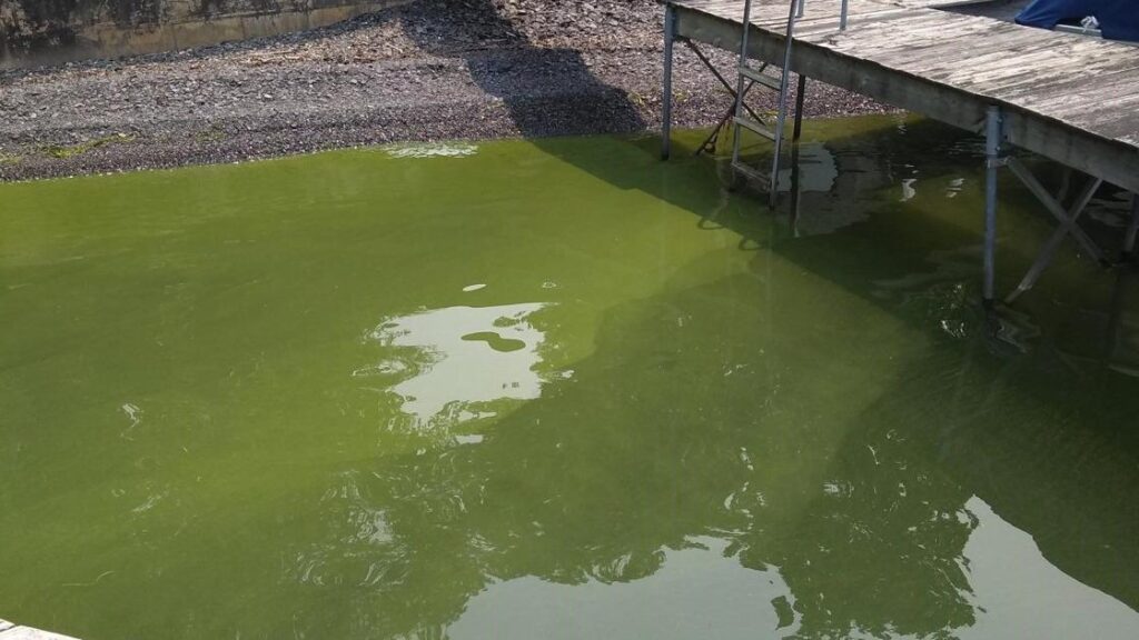 Harmful algal blooms now abundant on Cayuga Lake
