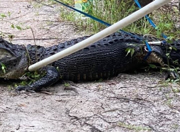 Man bitten by alligator after bicycle falls into water at Stuart park