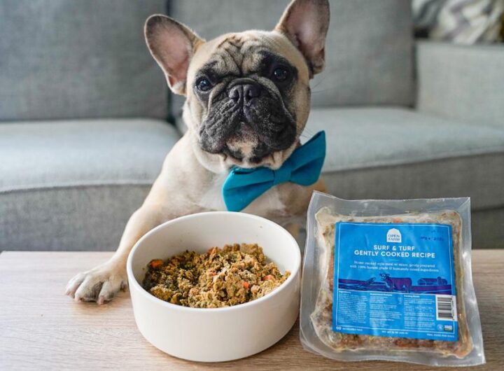 Open Farm's high-quality, sustainably sourced pet food helps your dog or cat live a healthier life | CNN Underscored