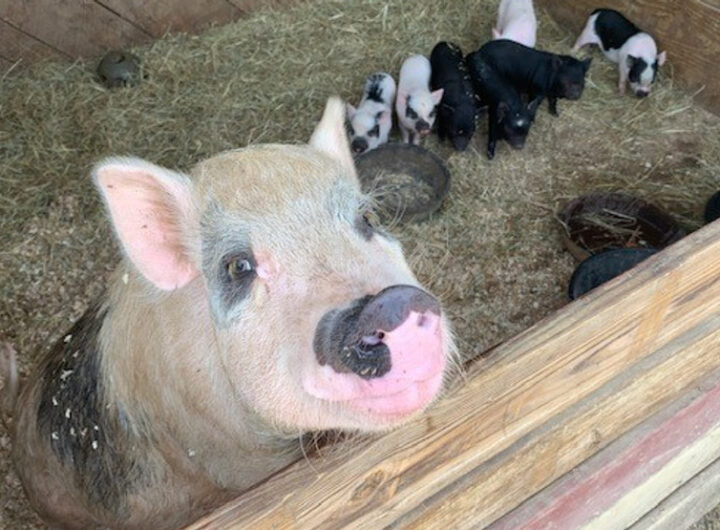 'PIG-apalooza' adoption event has over 30 pigs & piglets looking for a farm to call home