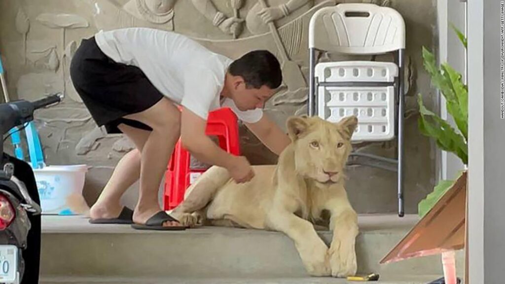 Pet lion returned to owner after Cambodian Prime Minister intervenes