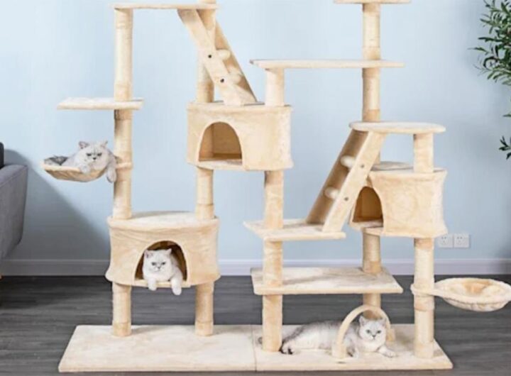 Petco is taking up to 50% off pet products at the Ruff & Mews Sales Event | CNN Underscored