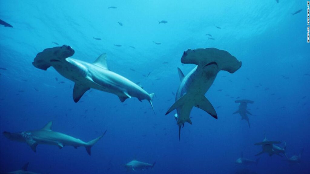 Sharks evolved over millions of years as an apex predator, yet are no match for humans