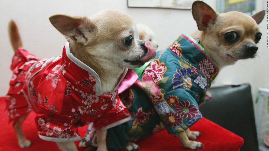 Want to read your dog's mind? Japan's boom in weird wearable tech | CNN