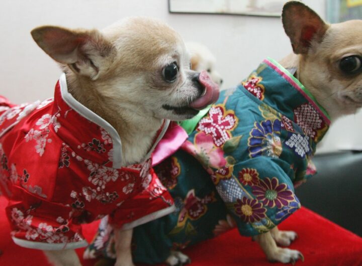 Want to read your dog's mind? Japan's boom in weird wearable tech | CNN