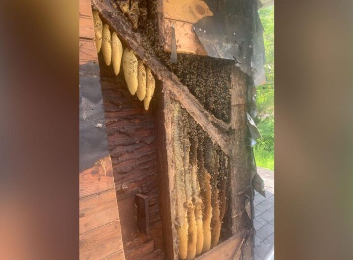 450,000 honeybees have been occupying the walls of this home for 35 years. They just got rehomed | CNN