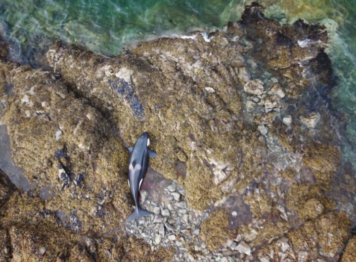 A stranded orca was freed from a rocky coastline in Alaska after being stuck for hours | CNN