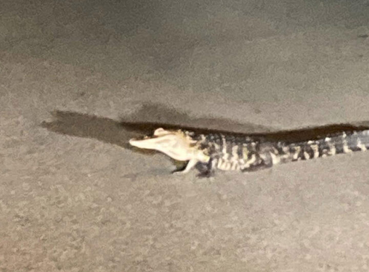 Alligator Spotted Along New England Road In West Mifflin