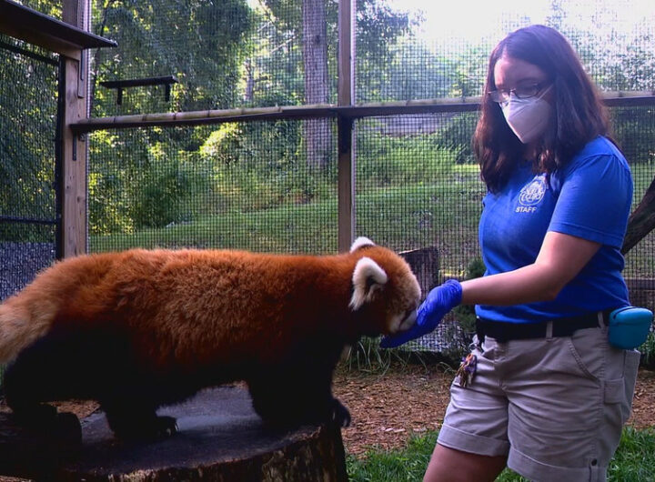 Animal care naturalist opens up about work she does at the WNC Nature Center