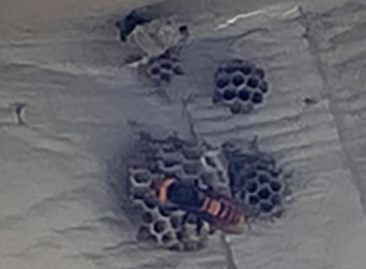 First live 'murder hornet' of 2021 spotted attacking a wasp nest in Washington | CNN