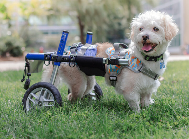Paralyzed Puppy On The Hunt For Forever Home In New Wheelchair