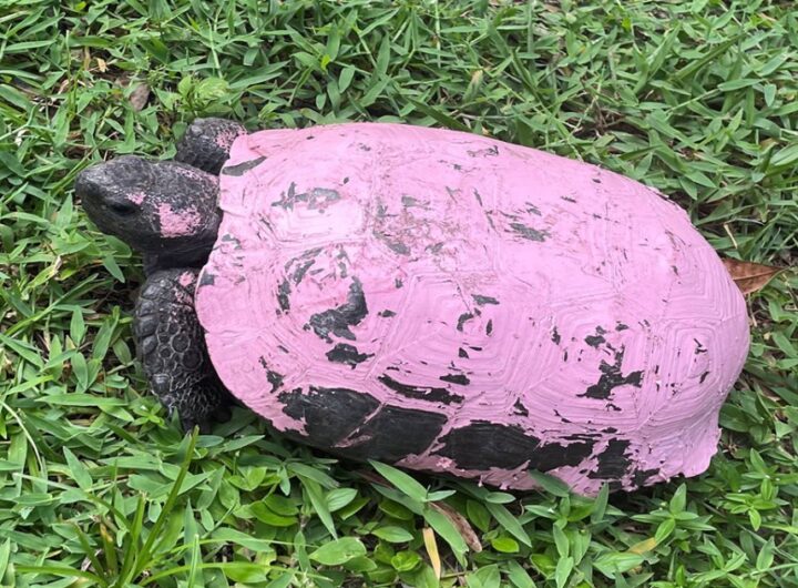 Stop painting gopher tortoises, Animal Hospital of West Port St. Lucie pleads