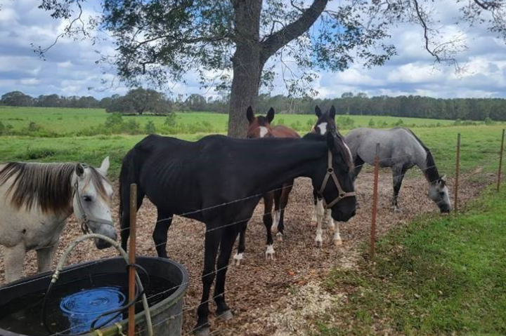 Ameren Missouri crews restoring power in Louisiana rescue abandoned horse