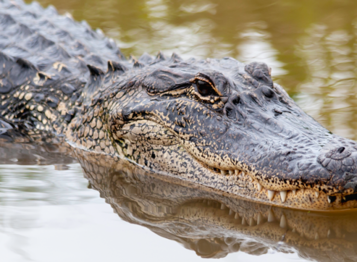 Barksdale Air Force Base conducts controlled hunt for alligators