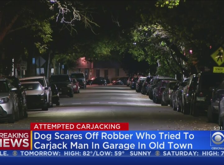 Dog Scares Off Attempted Carjacker In Old Town