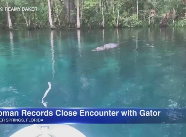 Florida Woman Records Close Encounter With Alligator While Paddleboarding
