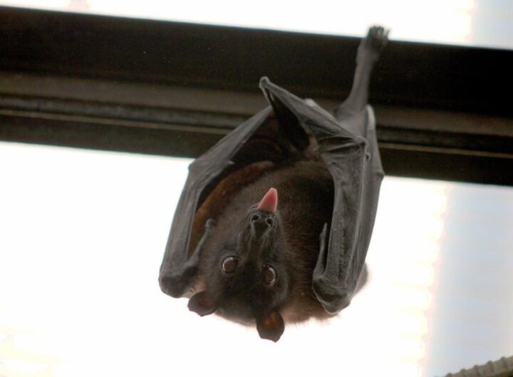 Health department warns Johnson County residents of rabid bat