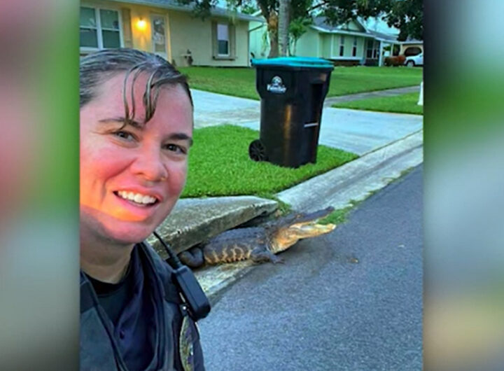 How's This For A Photobomb? Palm Bay Cop Takes Selfie With Gator Stuck In Storm Drain