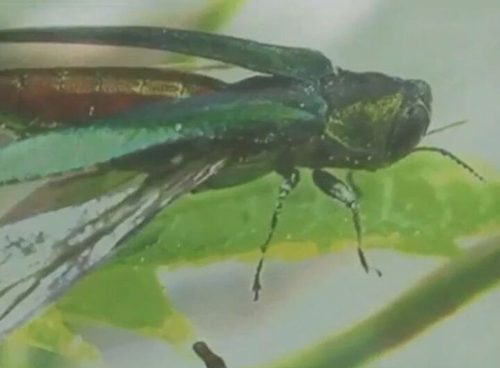 Maine adds new restrictions to try to slow spread of emerald ash borer
