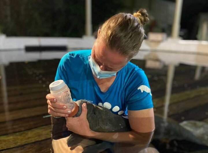 Orphaned baby manatee rescued, brought to ZooTampa at Lowry Park