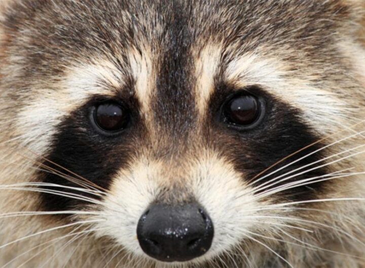 Power outages in Madison area were caused by raccoon getting into substation