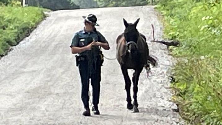 Trooper uses makeshift lasso to capture loose horse in Richmond