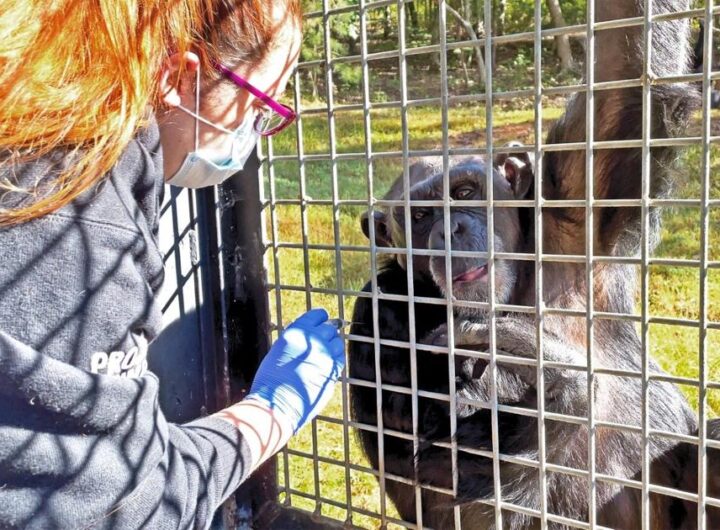 Sanctuary becomes first to vaccinate chimpanzees against COVID-19