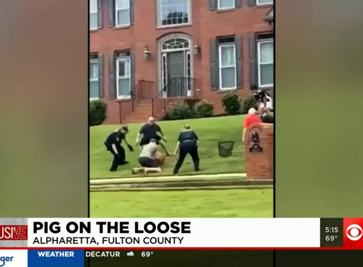 VIDEO: Alpharetta neighborhood banding together to catch pig on the loose