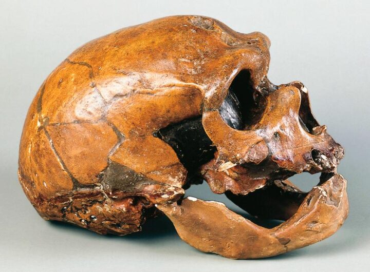 Disease that jumped from animals to humans discovered in a Neanderthal man