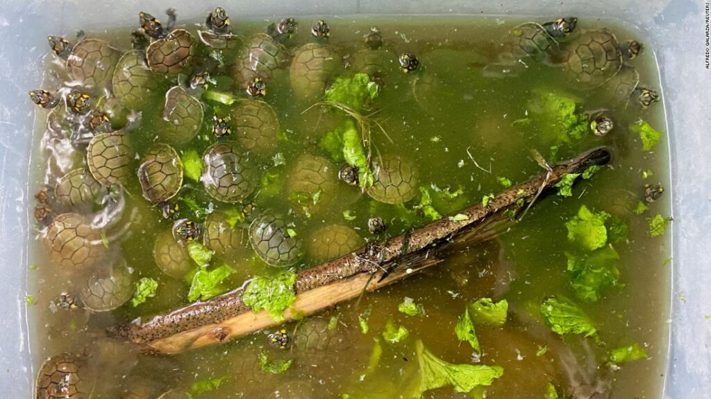 'Go be happy': Thousands of baby river turtles released in Peruvian jungle