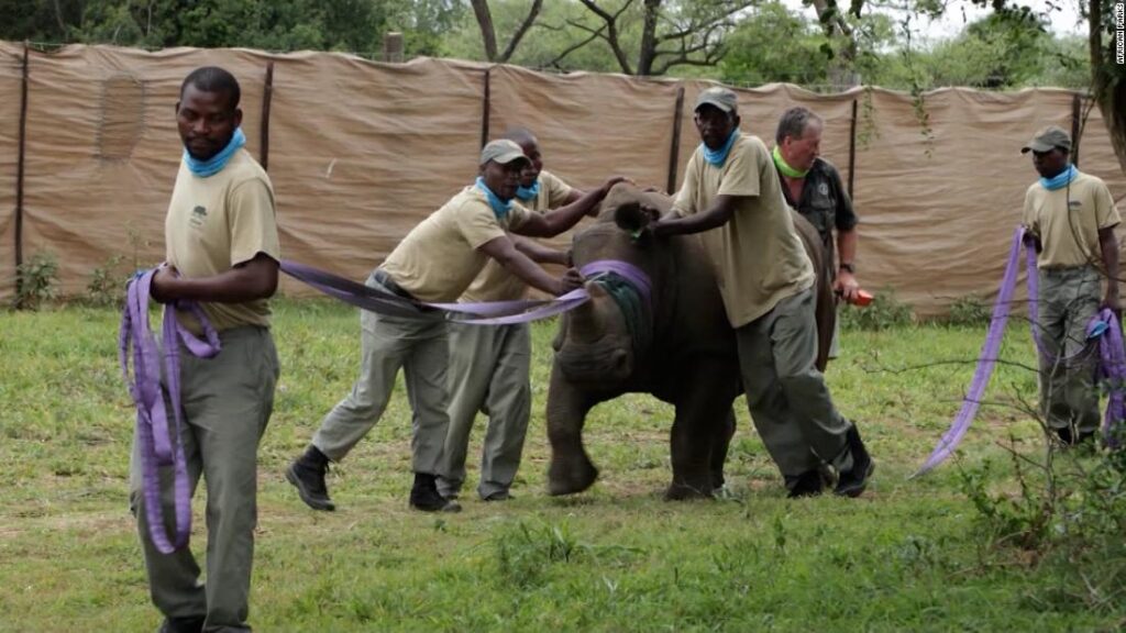 30 white rhinos flown to Rwanda in largest resettlement operation  - CNN Video