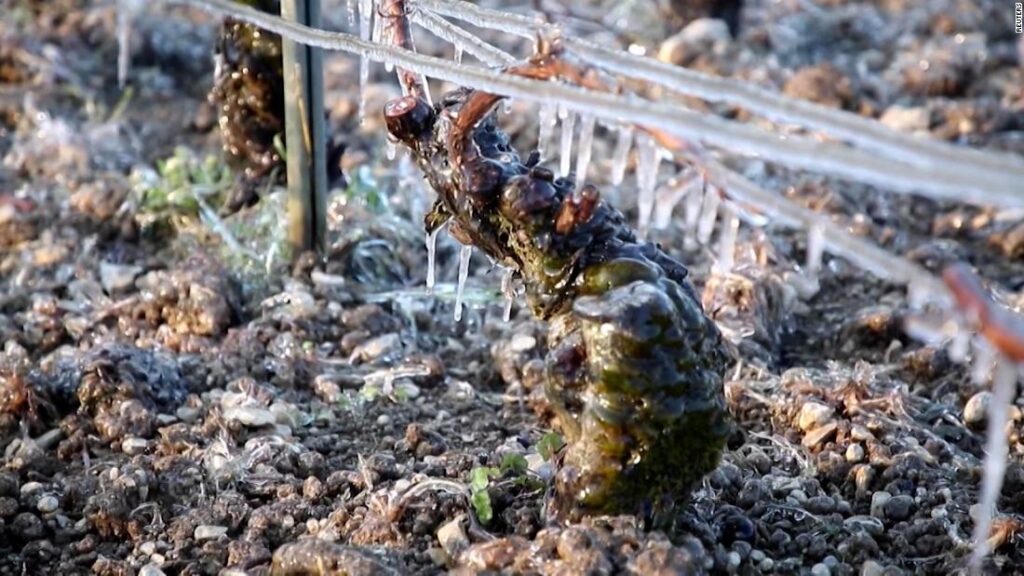 See how last year's frost is affecting France's wine harvest - CNN Video