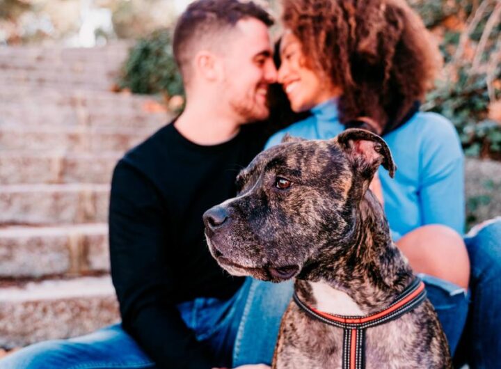 Pets' welfare will be considered in divorce battles in Spain