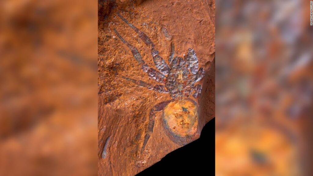 Striking fossils of spiders, insects and fish tell the story of Australia's origins